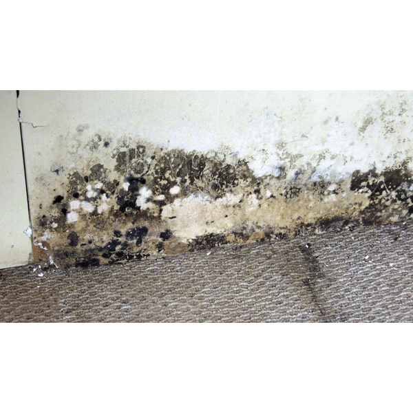 TecLine Schimmelentferner