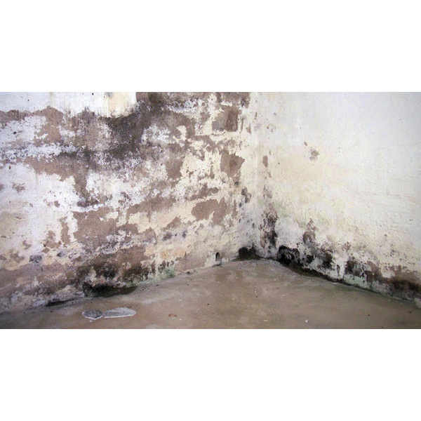 TecLine Schimmelentferner