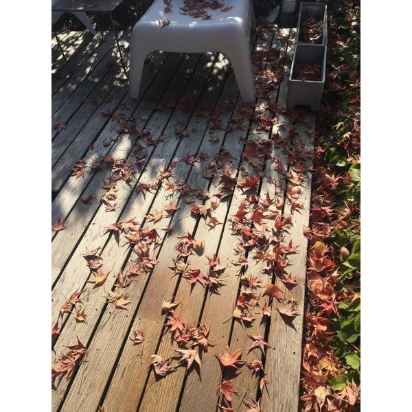 Terrassendiele Robinie beidseitig glatt, keilgezinkt